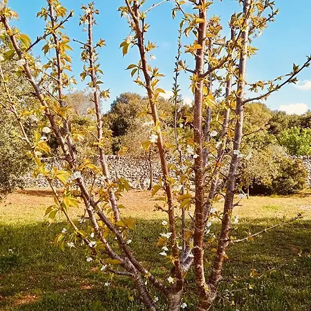 Villa Ostuni *